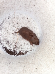 Heterogeomys hispidus