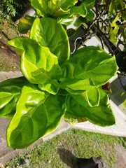 Ficus lyrata