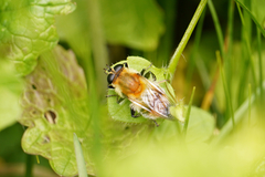 Criorhina floccosa