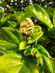 Ficus lyrata
