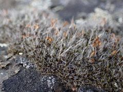 Coscinodon calyptratus