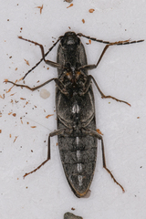 Proludius silvaticus