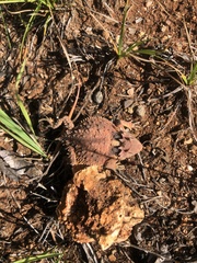 Phrynosoma braconnieri