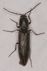 Proludius silvaticus