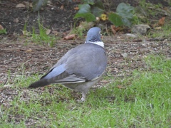 Columba palumbus