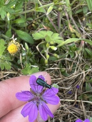 Cordylepherus viridis
