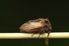 Centrotus