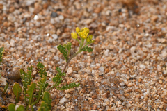 Rorippa subumbellata