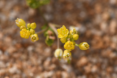 Rorippa subumbellata