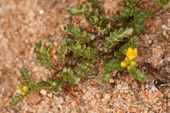 Rorippa subumbellata