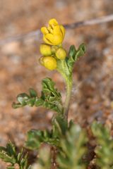 Rorippa subumbellata