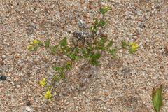 Rorippa subumbellata