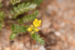 Rorippa subumbellata