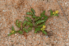 Rorippa subumbellata