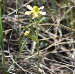 Ranunculus rhomboideus