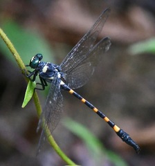 Macrogomphus quadratus