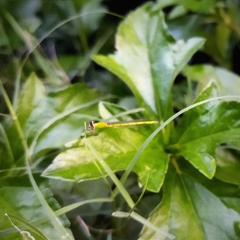 Agriocnemis kalinga