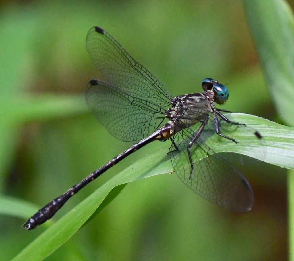 Malayan Grappletail