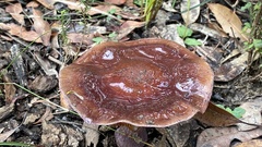 Thaxterogaster submagellanicus