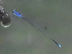 Prodasineura interrupta