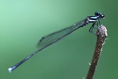 Prodasineura collaris
