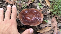 Thaxterogaster submagellanicus