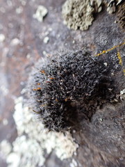 Coscinodon calyptratus