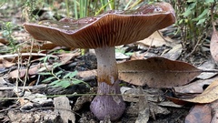 Thaxterogaster submagellanicus