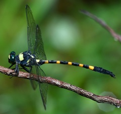 Macrogomphus quadratus