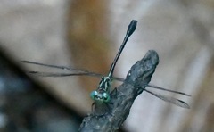 Heliogomphus kelantanensis