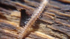 Brachydesmus superus