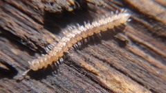 Brachydesmus superus