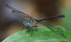 Heliogomphus kelantanensis