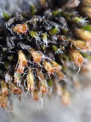 Schistidium frigidum