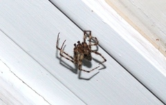 Araneus cavaticus