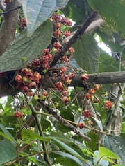 Siparuna aspera