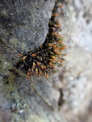 Schistidium frigidum