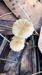 Entoloma camarophyllus