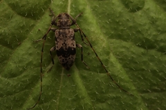 Leiopus femoratus