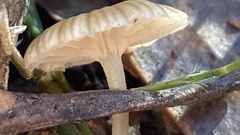 Entoloma camarophyllus