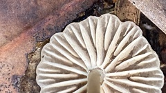 Entoloma camarophyllus