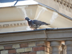 Columba palumbus