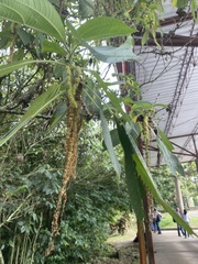 Magnoliopsida