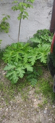 Heracleum sosnowskyi