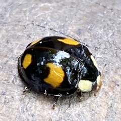 Harmonia axyridis