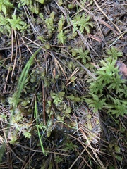 Sphagnum cyclophyllum