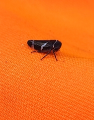 Eurymeloides bicincta