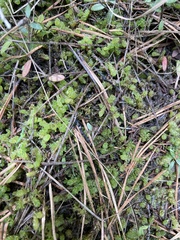 Sphagnum cyclophyllum