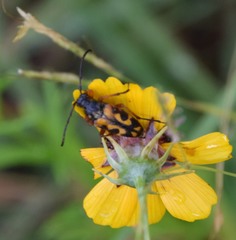 Typocerus octonotatus