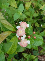 Tetracera indica
